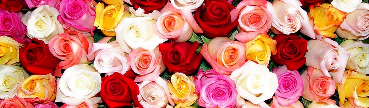 Classic Rose Collection - Queens Flower Delivery