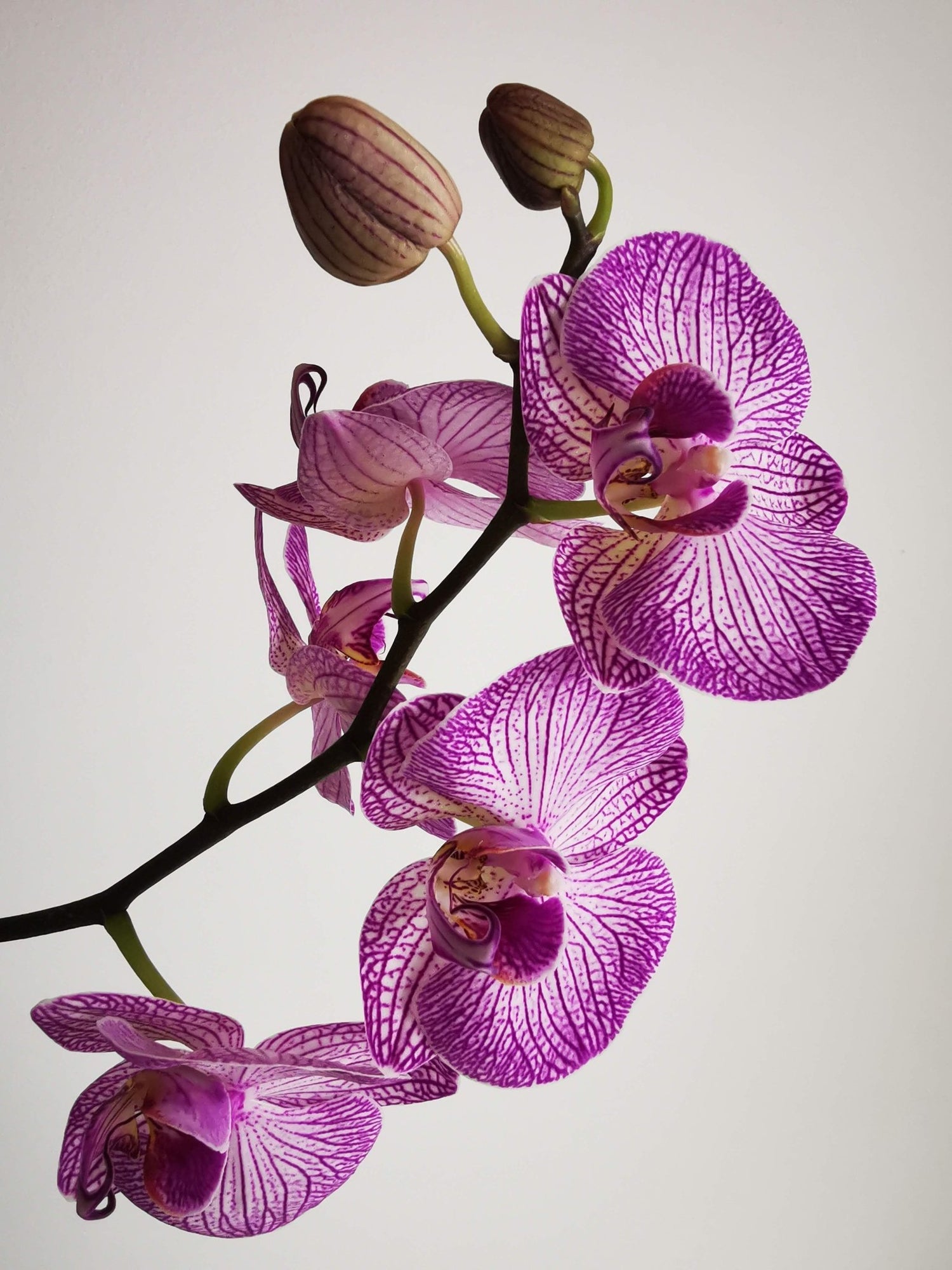 Orchid Collection - Queens Flower Delivery