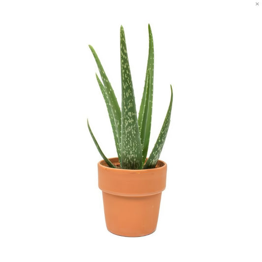 Aloe Vera Plant In Clay Pot - Plants - Queens Flower Delivery