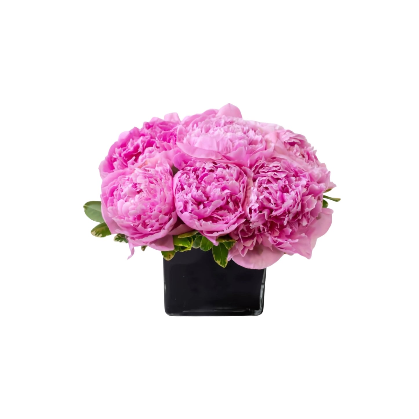 Amazing Peony - Fresh Cut Flowers - Queens Flower Delivery