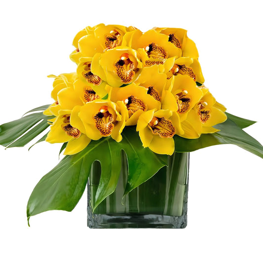 Fancy Yellow Cymbidium Orchid Cube - Fresh Cut Flowers - Queens Flower Delivery