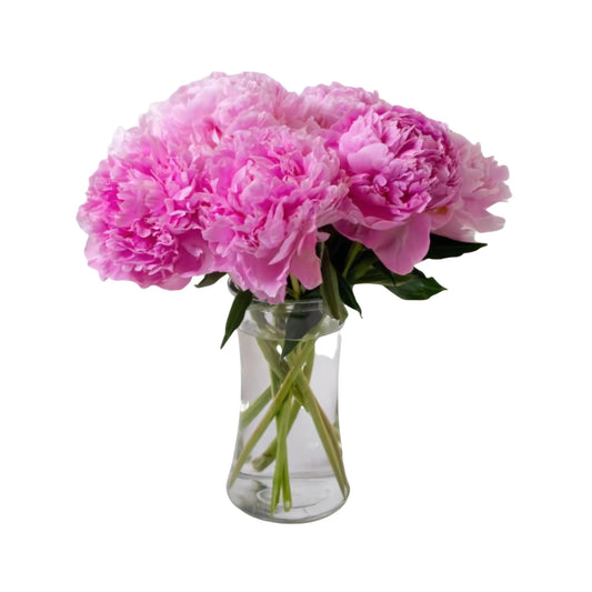 Perfect Peony - Fresh Cut Flowers - Queens Flower Delivery