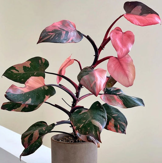 Philodendron "Pink Princess" in 6" Clay Pot - Plants - Queens Flower Delivery