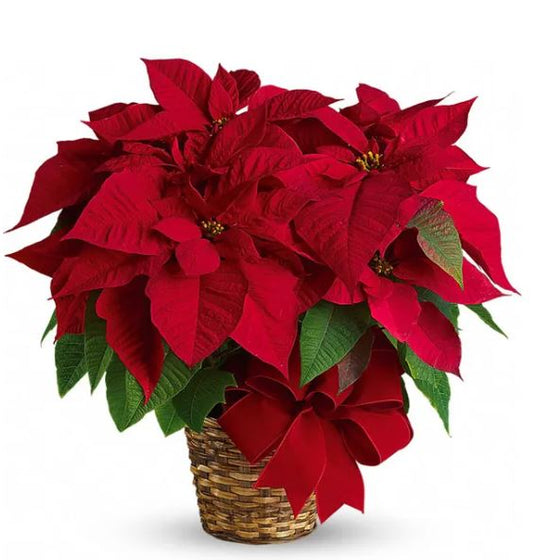 Poinsettia Plant - Plants - Queens Flower Delivery