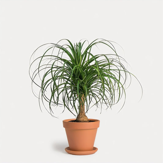 Pony Tail Palm In Clay Pot - Plants - Queens Flower Delivery