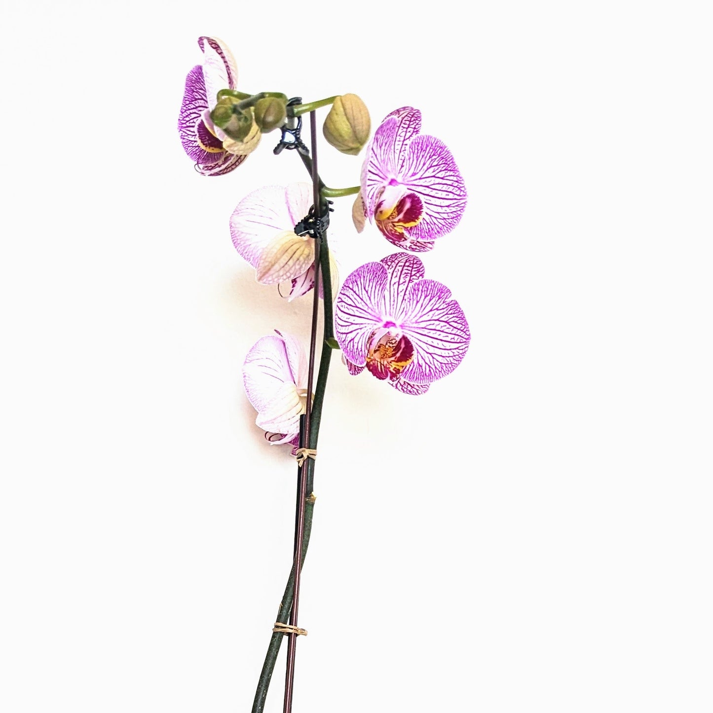 Purple Swirl Phalaenopsis Orchid - Plants - Queens Flower Delivery