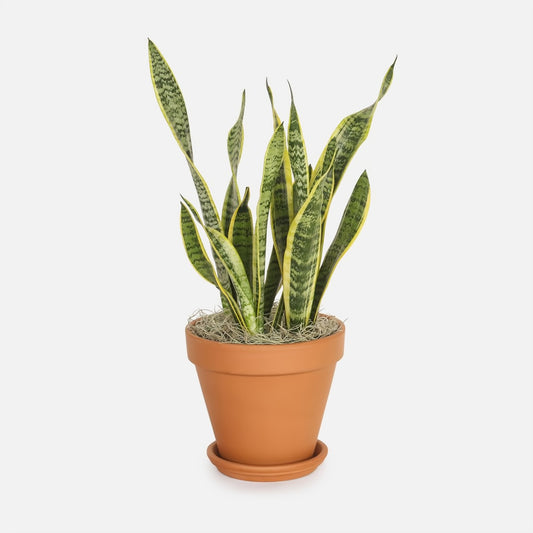 Snake Plant Sanseveria In 6" Clay Pot - Plants - Queens Flower Delivery