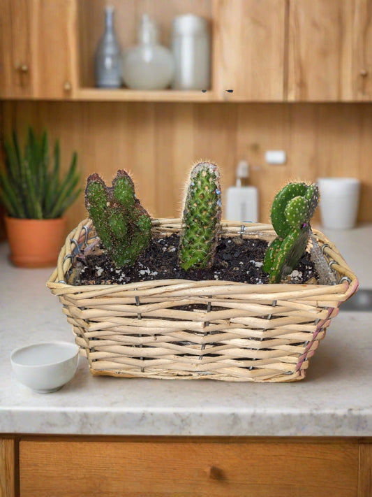 Triple Cactus Mini Basket - Cactus - Queens Flower Delivery