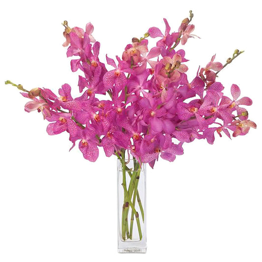 Vanda Orchid Spelndor - Fresh Cut Flowers - Queens Flower Delivery