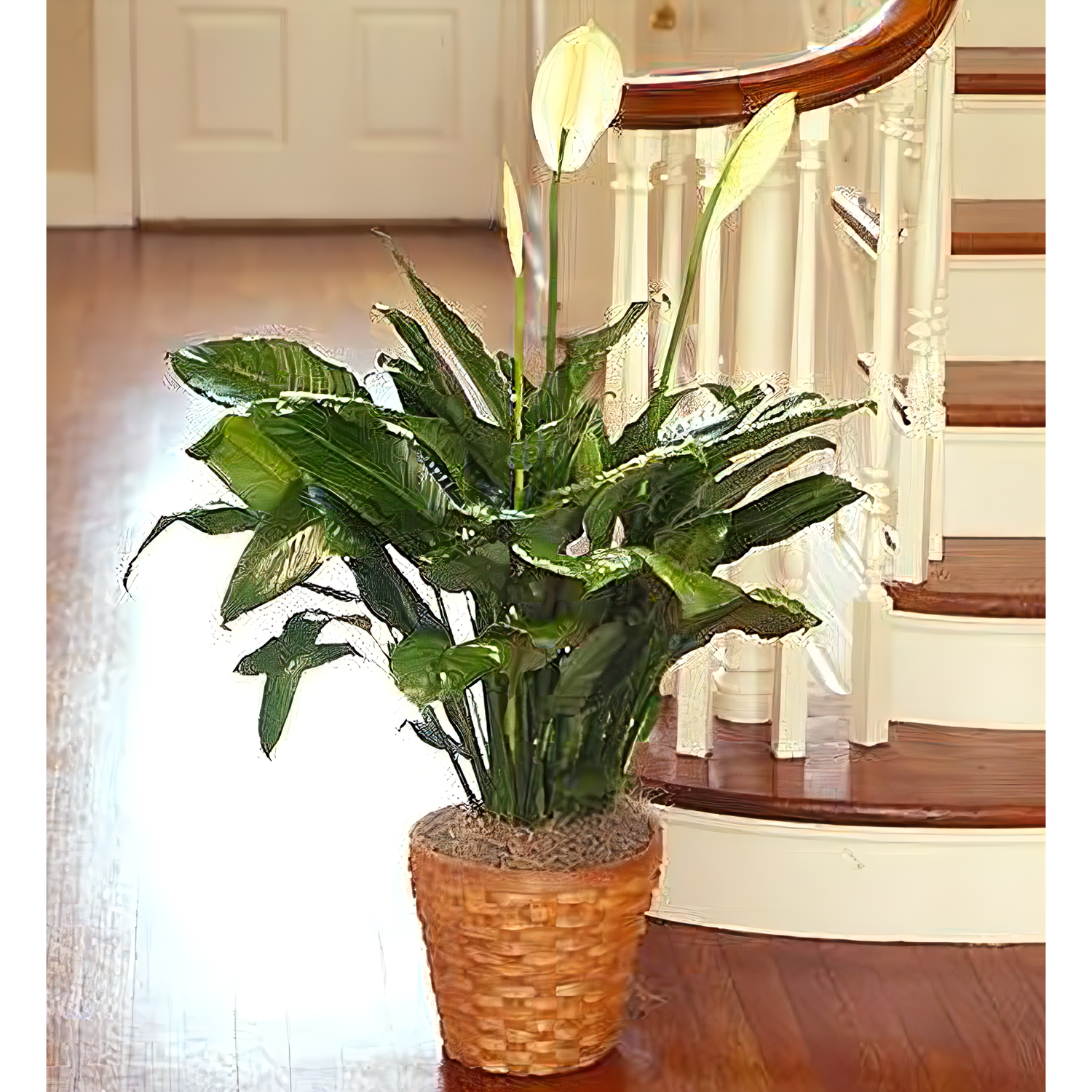 Queens Flower Delivery - Spathiphyllum Plant for Sympathy
