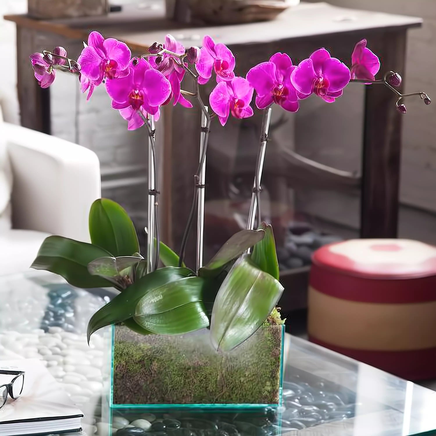 Phalaenopsis Orchid Plants - Queens Flower Delivery