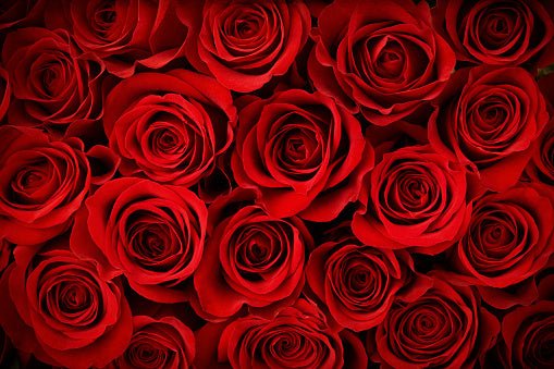 Valentine's Day Fresh Roses - Queens Flower Delivery