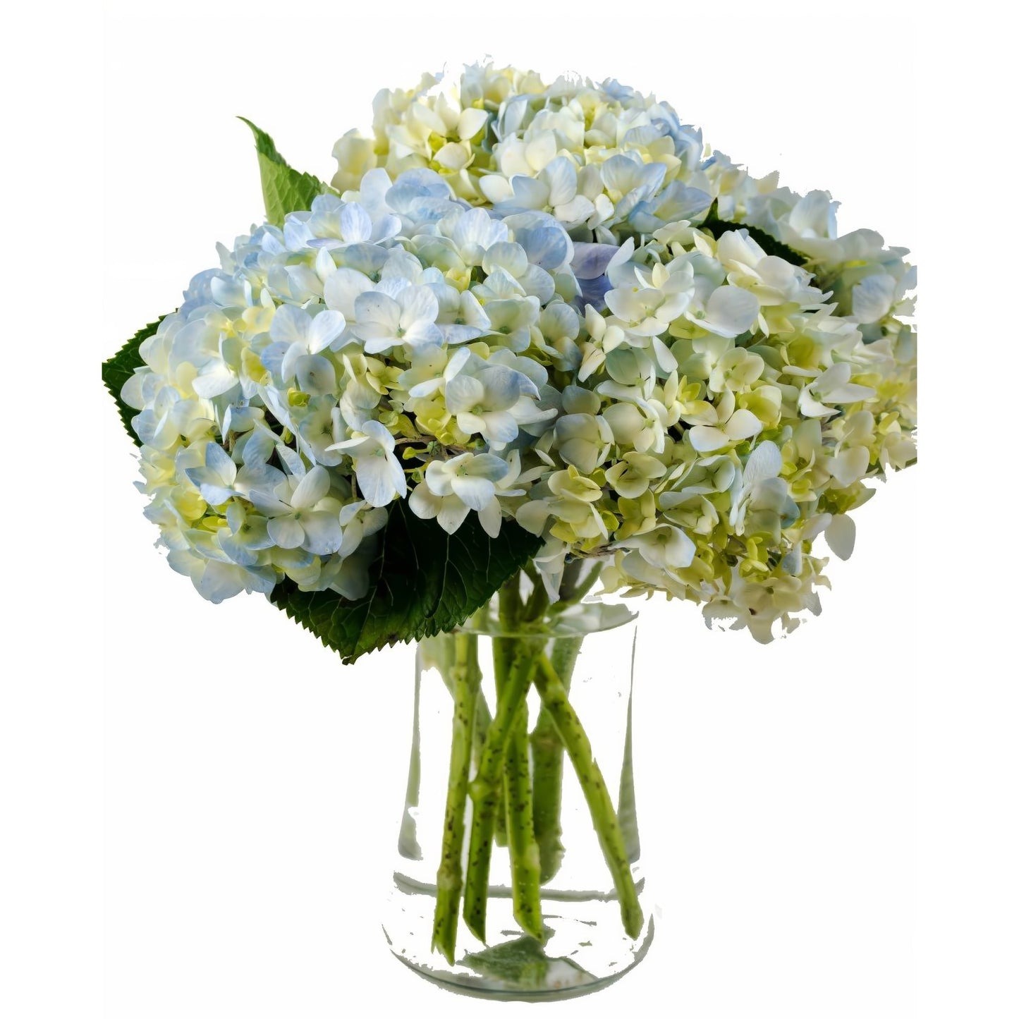 Clear Blue Hydrangea Bouquet - Floral Arrangement - Queens Flower Delivery