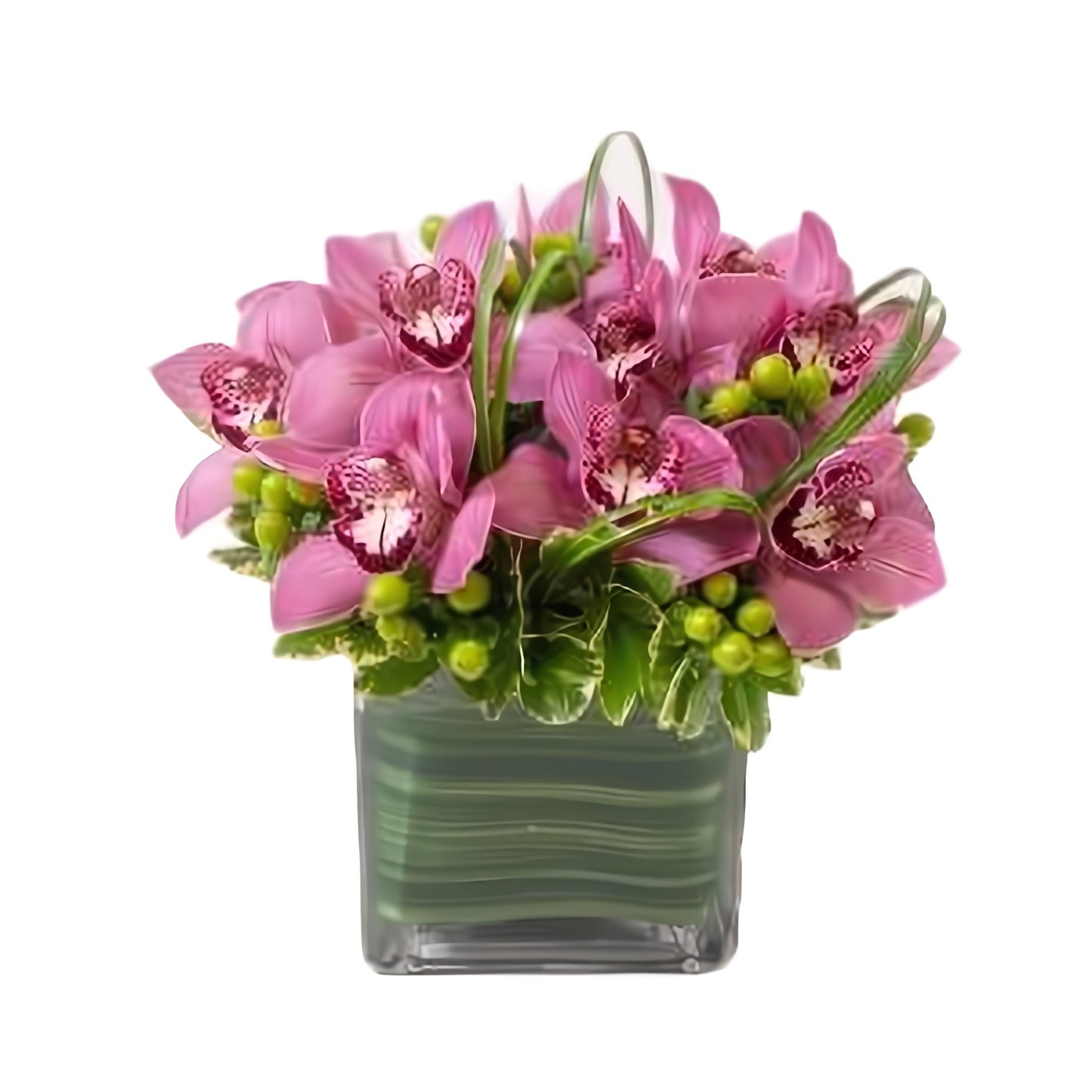Cymbidium Fancy - Fresh Cut Flowers - Queens Flower Delivery