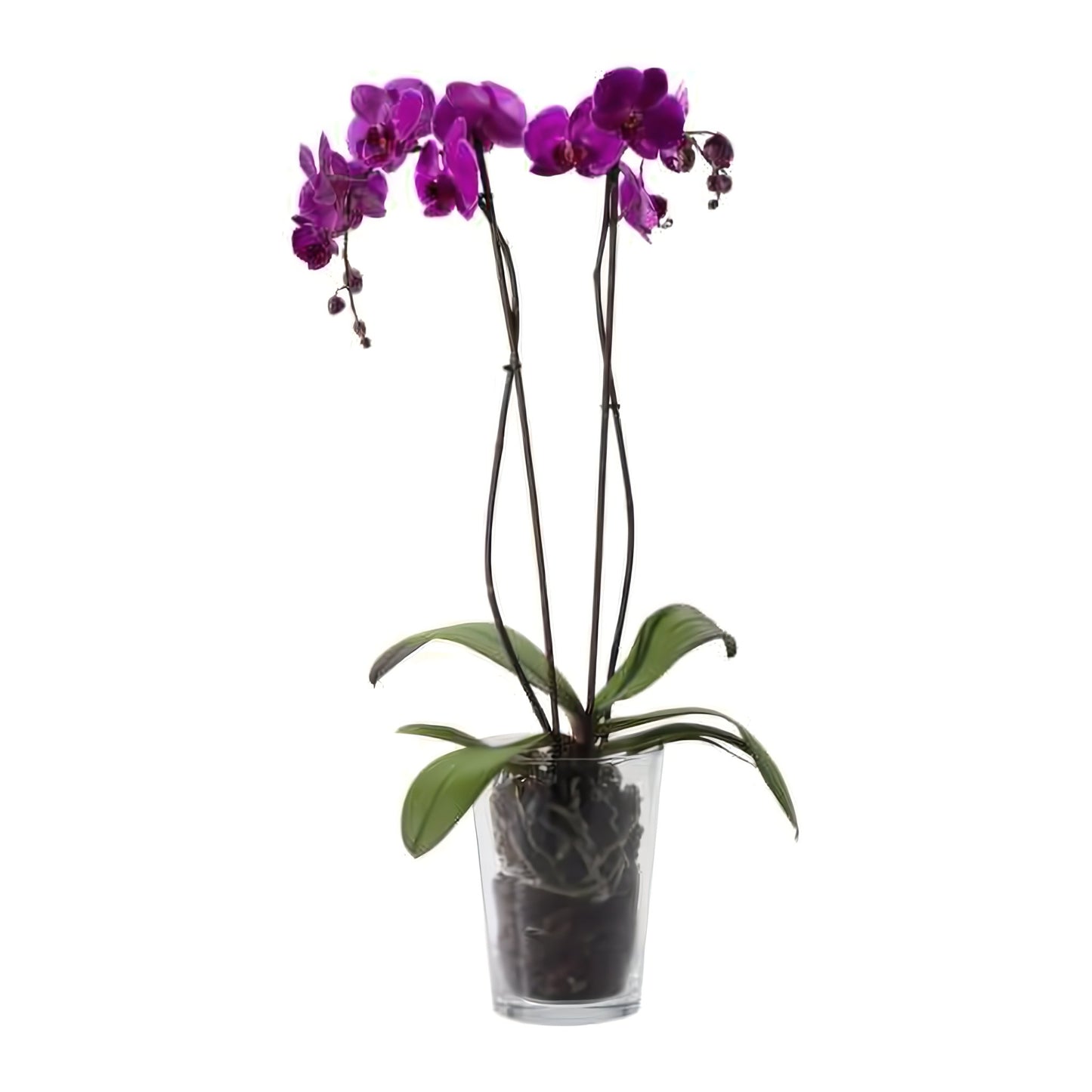 Double Purple Phalaenopsis Orchid - Plants - Queens Flower Delivery