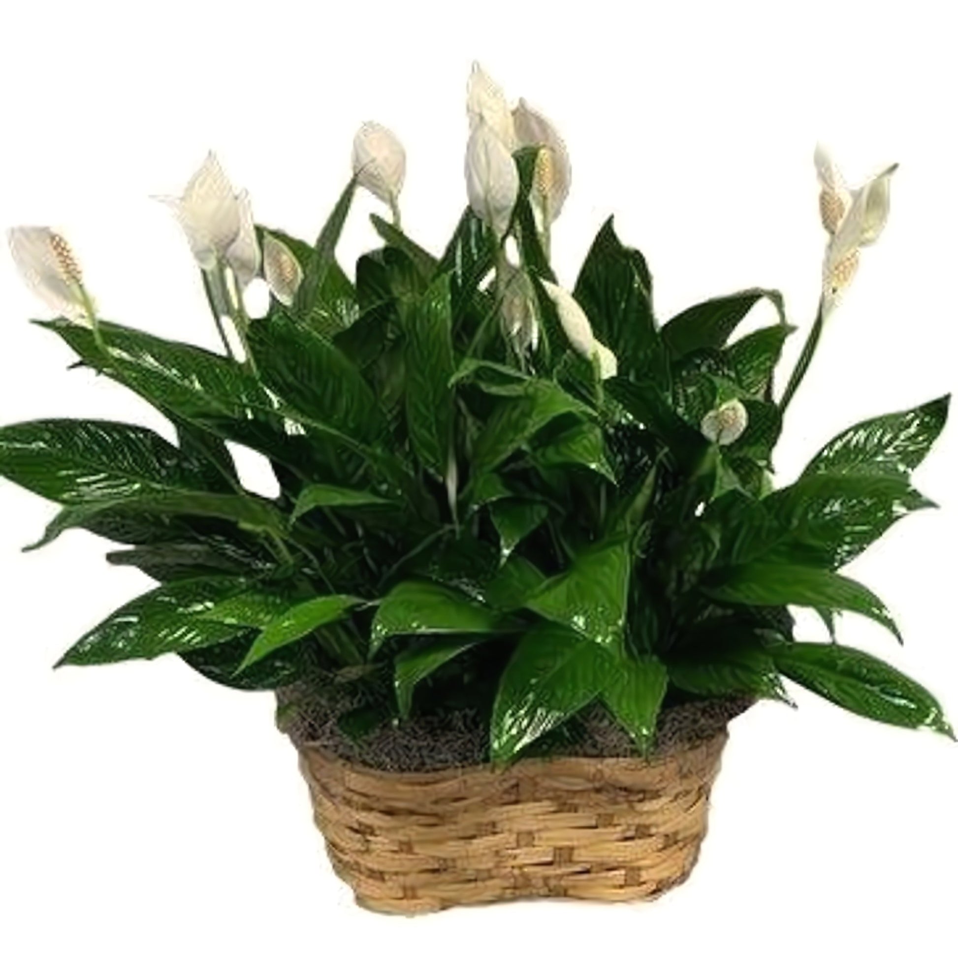 Double Spath Plant In Basket - Plants - Queens Flower Delivery