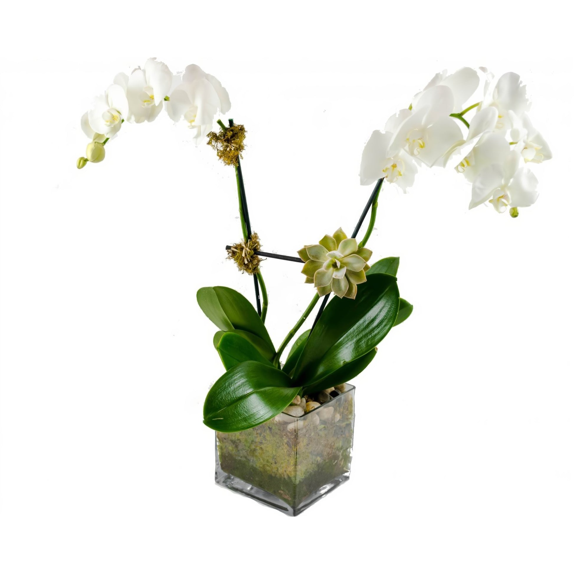 Double White Phalaenopsis Orchid w/ Succulent Plant - Plants - Queens Flower Delivery