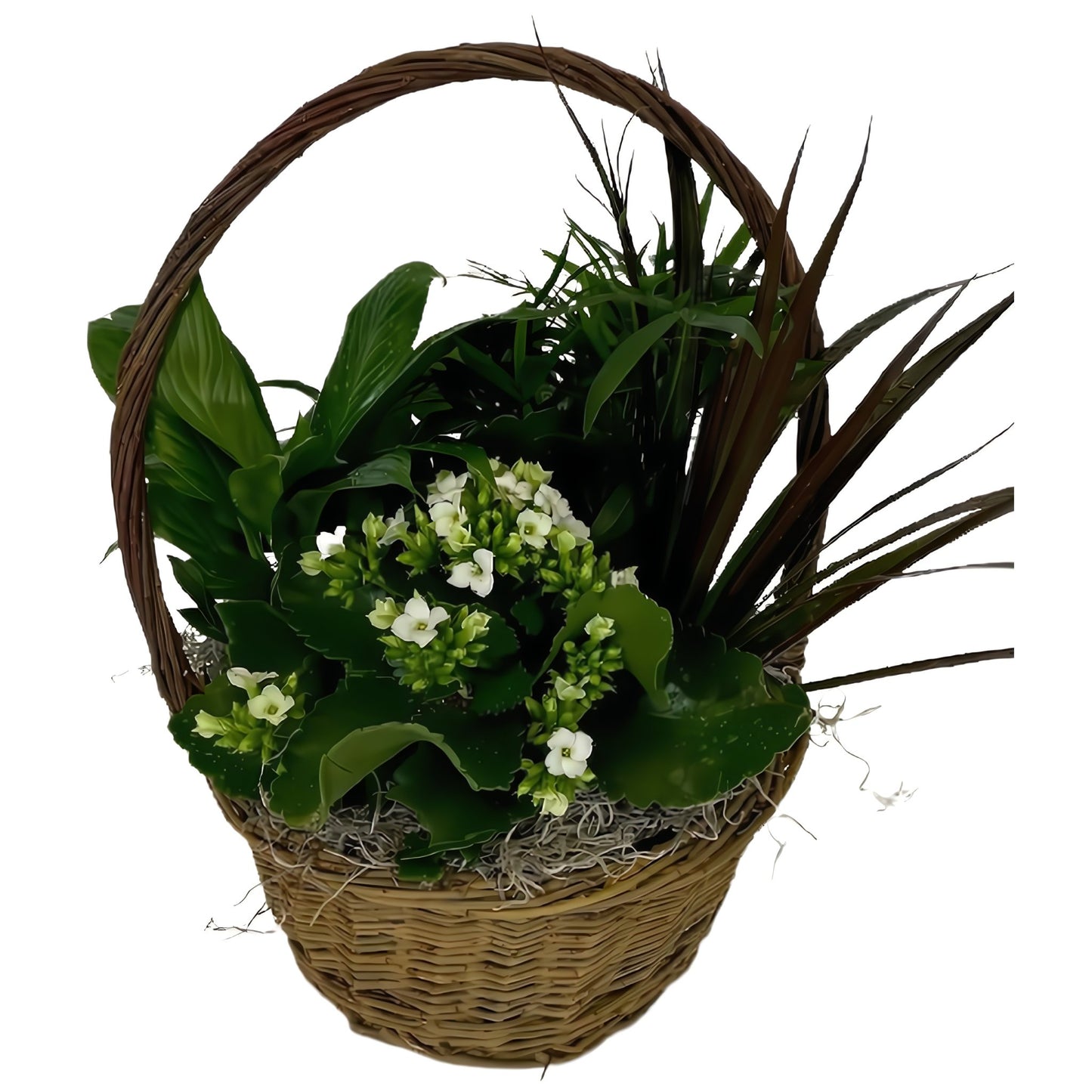 European Dish Garden Basket - Plants - Queens Flower Delivery
