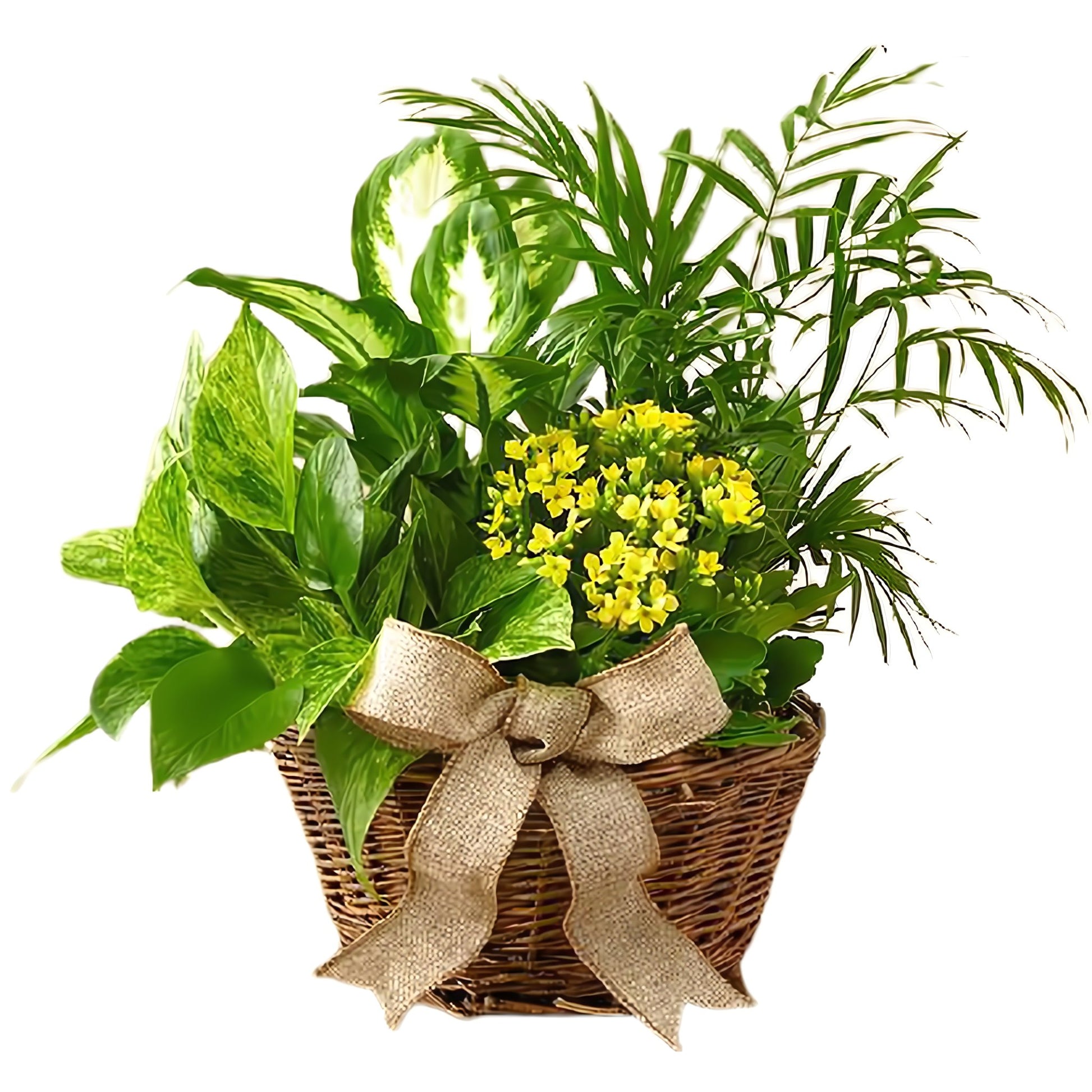 European Dish Garden - Plants - Queens Flower Delivery