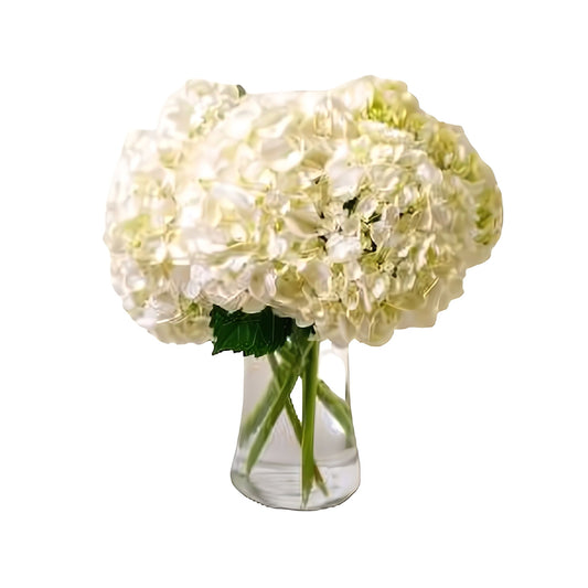 Fluffy Hydrangea Bouquet - Occasions > Anniversary - Queens Flower Delivery