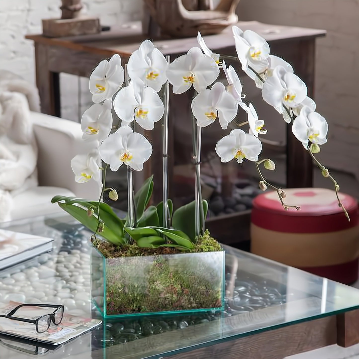 Four White Phalaenopsis Orchid - Plants - Queens Flower Delivery