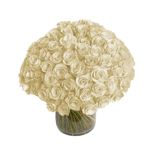 Fresh Roses in a Vase | 100 White Roses - Fresh Cut Flowers - Queens Flower Delivery