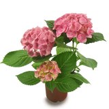 Hydrangea Plant - Plants - Queens Flower Delivery