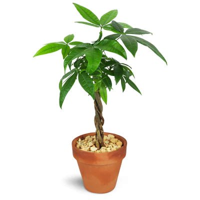 Money Tree - Plants - Queens Flower Delivery