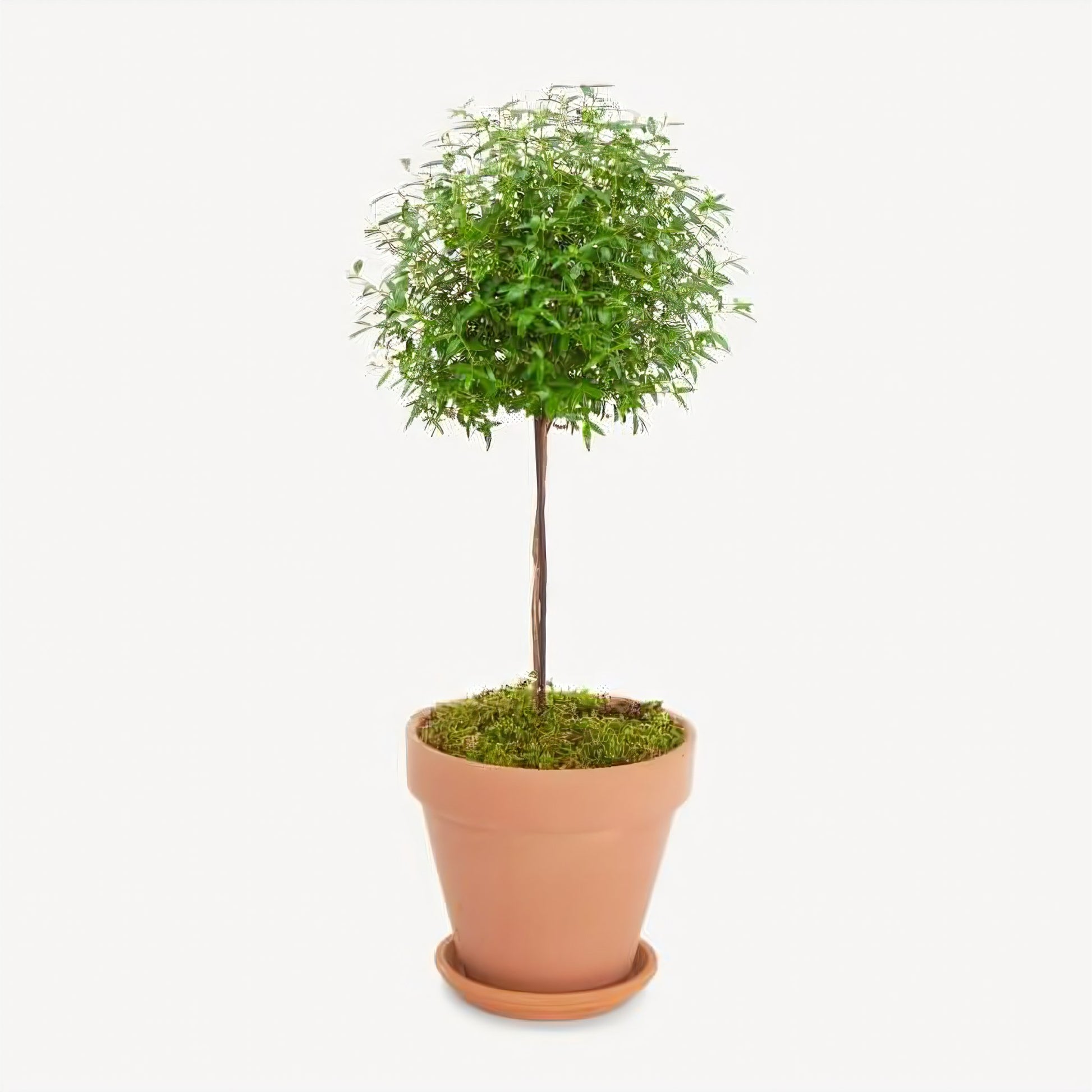 Myrtle Topiary Tree In Clay Pot - Plants - Queens Flower Delivery