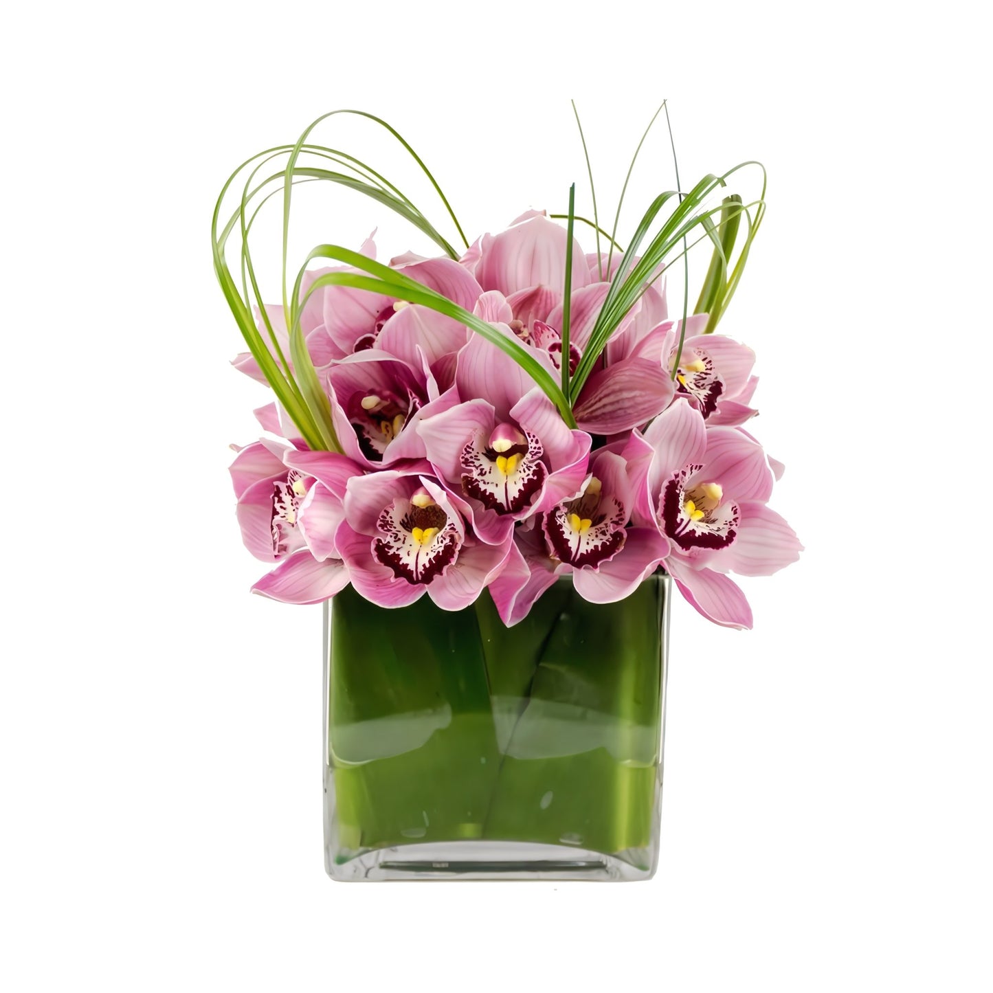 Pink Cymbidium Cube - Fresh Cut Flowers - Queens Flower Delivery