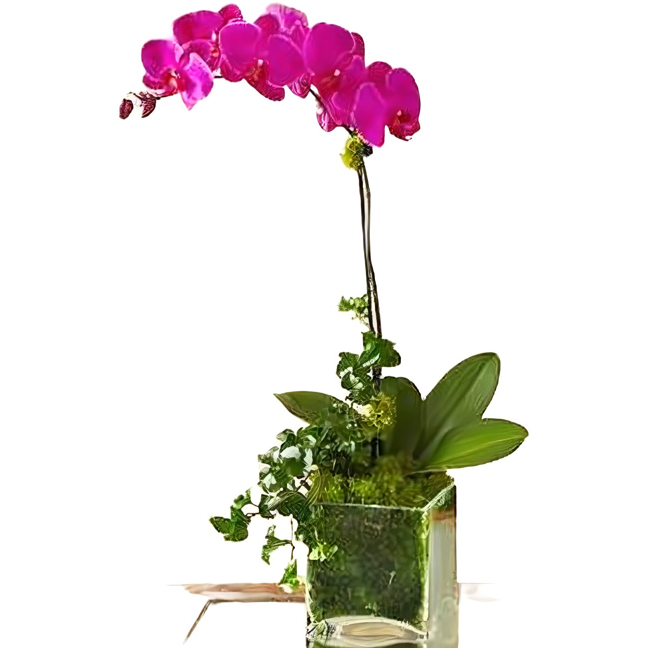 Purple Phalaenopsis Orchid - Plants - Queens Flower Delivery