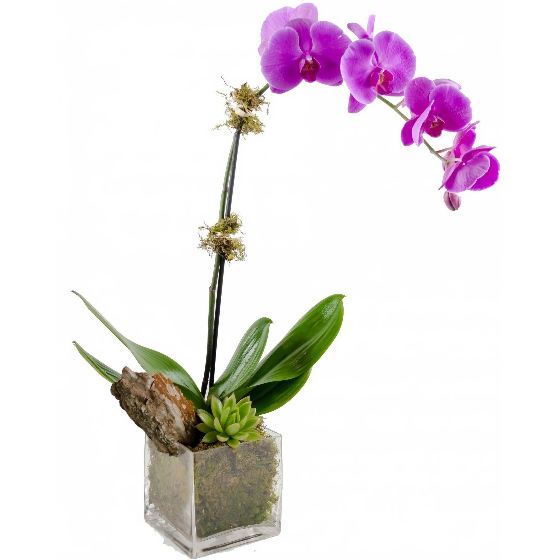 Purple Phalaenopsis Orchid w/ Succulent Plant - Plants - Queens Flower Delivery