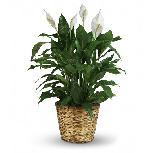 Spathiphyllum Plant Peace Lily - Plants - Queens Flower Delivery