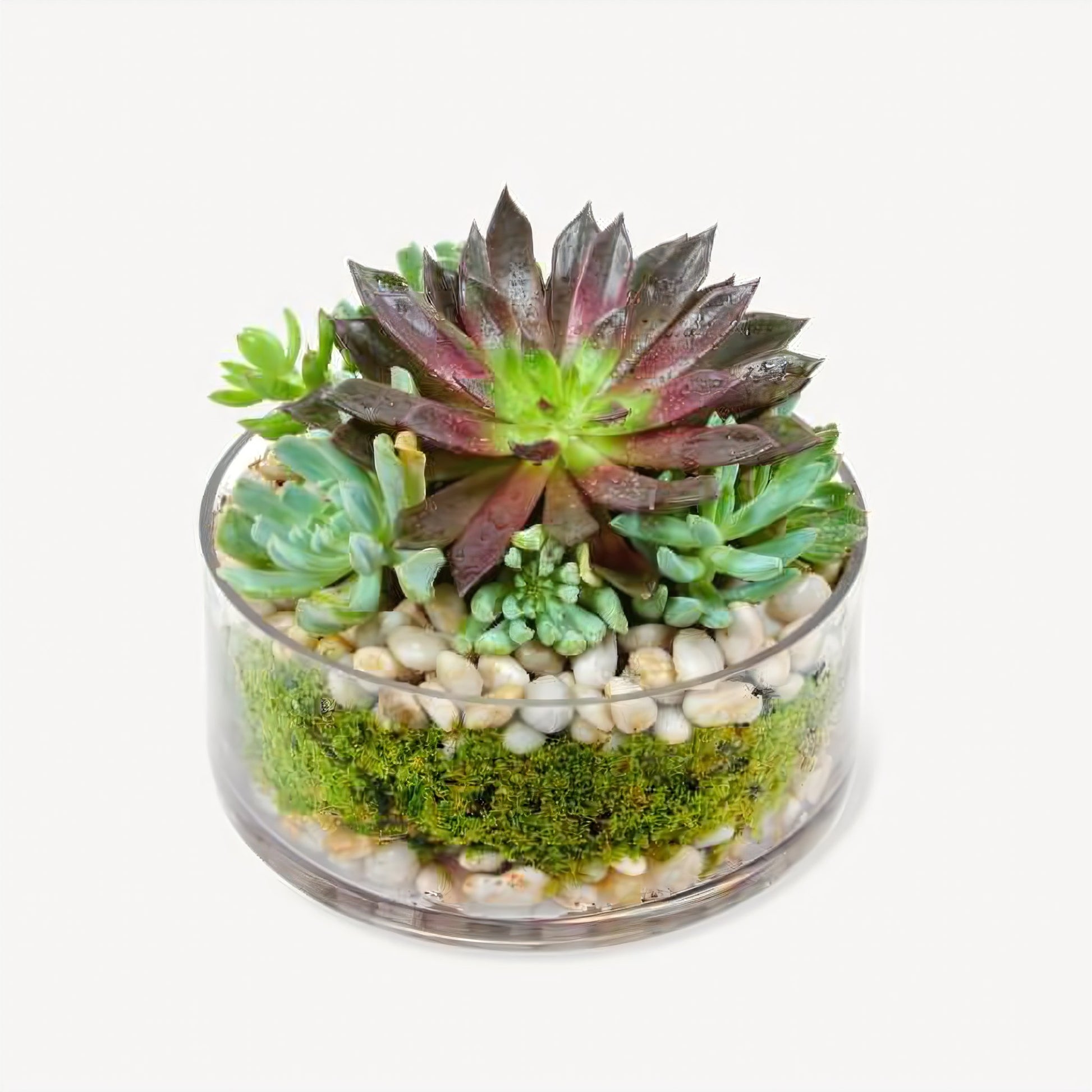 Succulent Dish Garden In Round Glass - Plants - Queens Flower Delivery