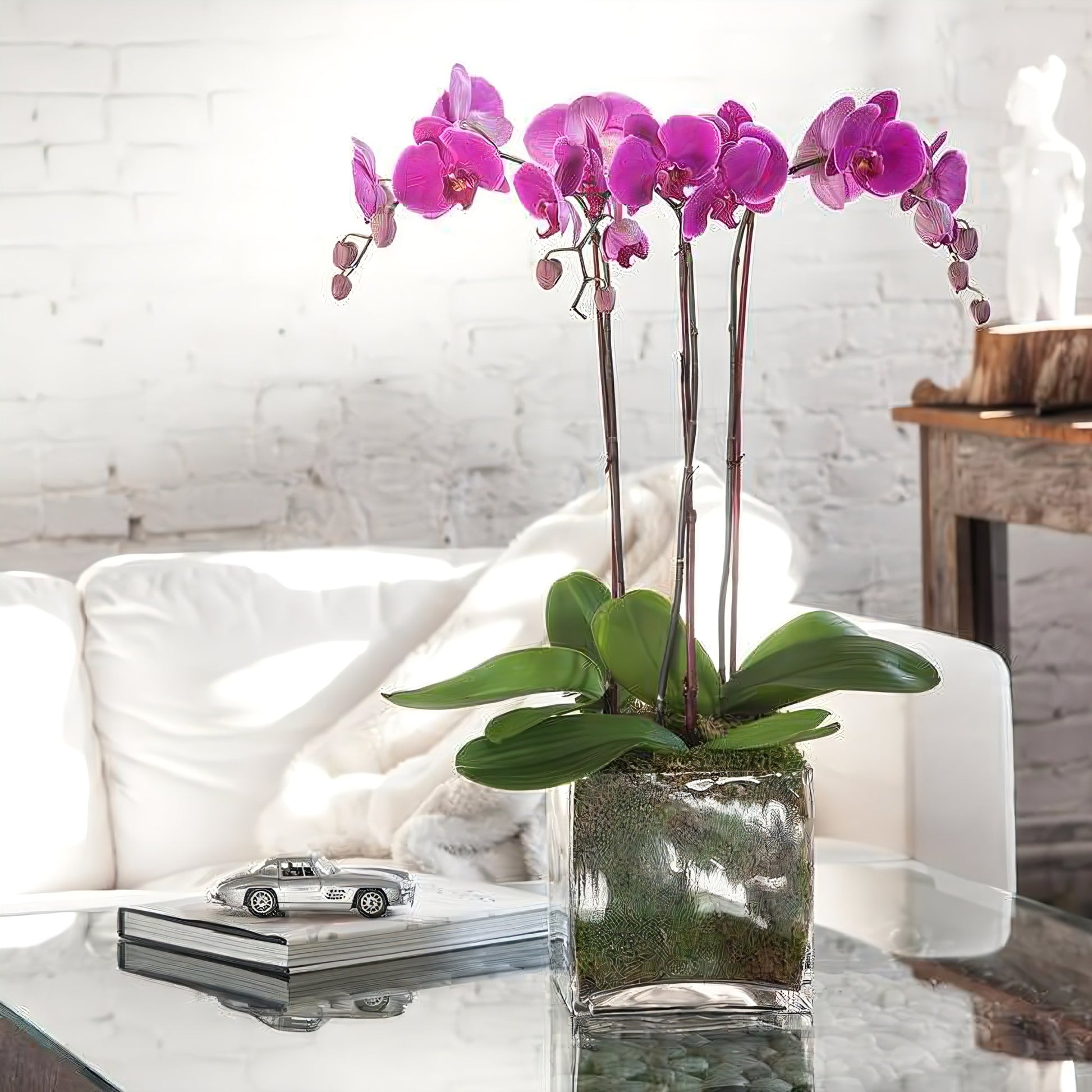 Triple Purple Phalaenopsis Orchid - Plants - Queens Flower Delivery