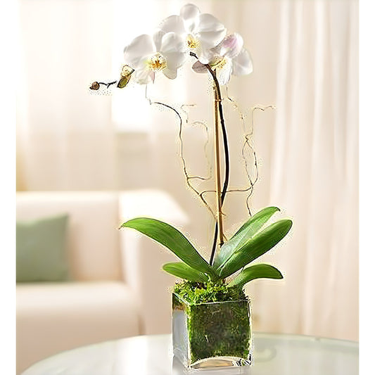 White Phalaenopsis Orchid for Sympathy - Plants - Queens Flower Delivery