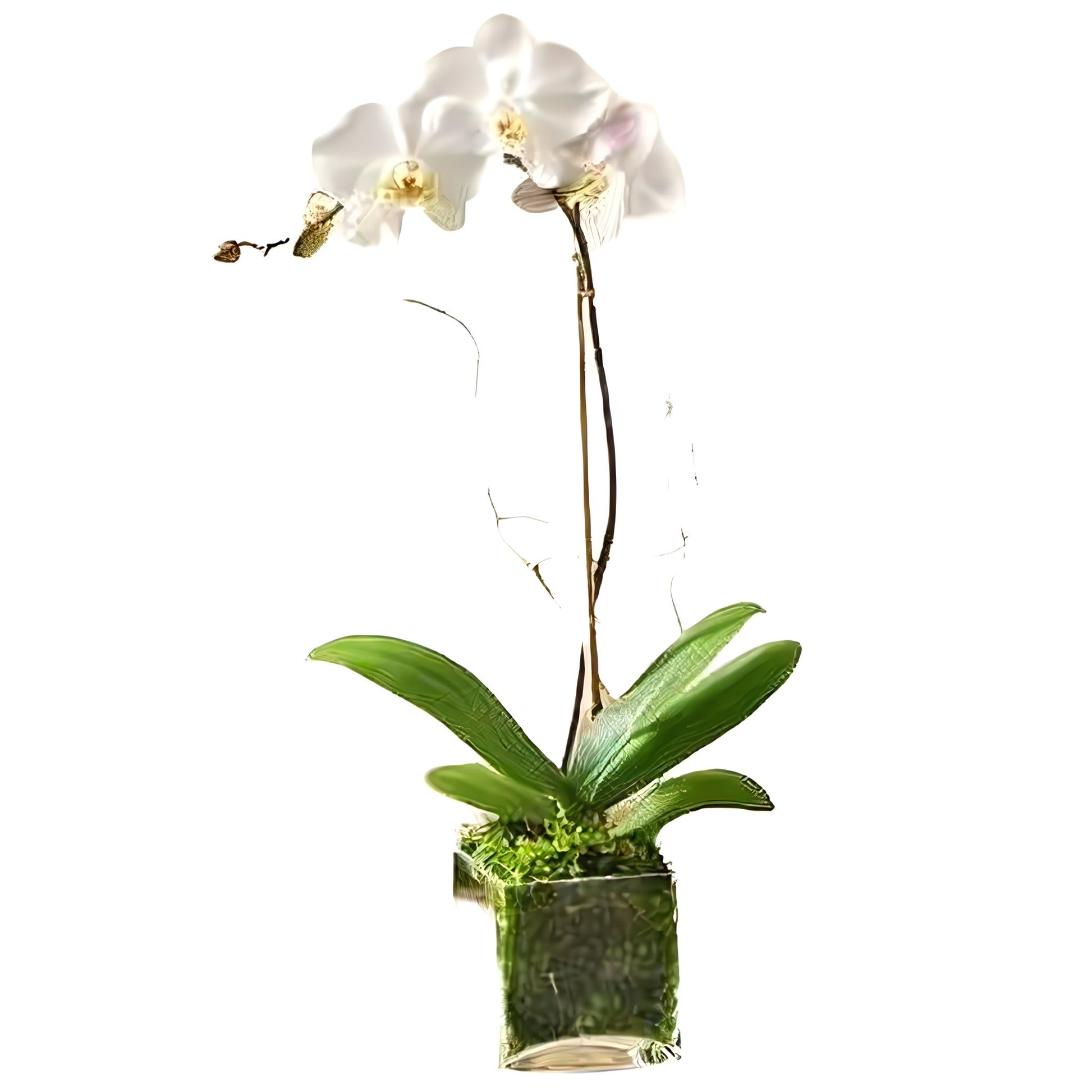 White Phalaenopsis Orchid - Plants - Queens Flower Delivery